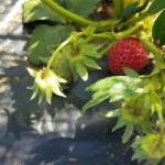 菜園生活はじめました