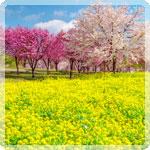 その風景、春らんまん！ 桜＆菜の花の名所