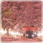 桜の季節、もうすぐ到来  ココでお花見！2025　