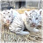 今年もたくさん生まれました！動物の赤ちゃん2025
