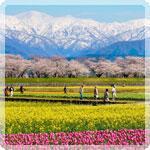 瀬戸内海、北アルプス、歴史街... 桜の絶景競演